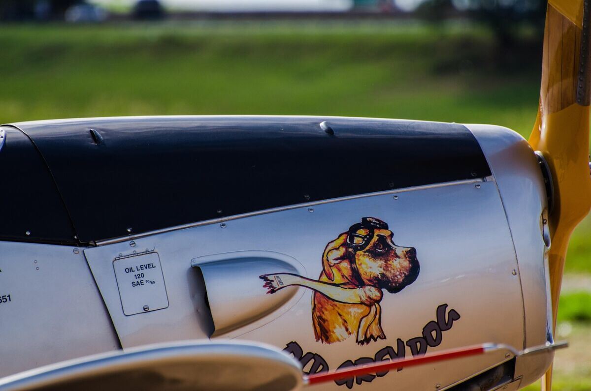 dog-plane-airport-stockpack-pixabay.jpg dog, pet, animal, plane, airport