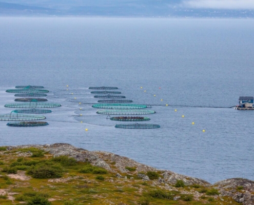 fish-farming-norway-sea-fishing-industry-aquaculture-ocean-stockpack-pixabay.jpg fish farming, nature, norway, sea, fishing industry, aquaculture, ocean