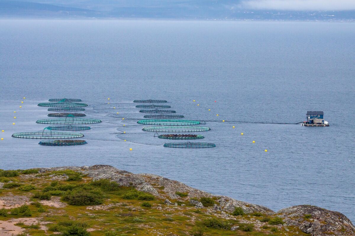 fish-farming-norway-sea-fishing-industry-aquaculture-ocean-stockpack-pixabay.jpg fish farming, nature, norway, sea, fishing industry, aquaculture, ocean