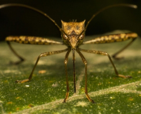 mosquito, bug, nature, insect, macro, mosquito, mosquito, mosquito, mosquito, mosquito