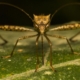 mosquito, bug, nature, insect, macro, mosquito, mosquito, mosquito, mosquito, mosquito