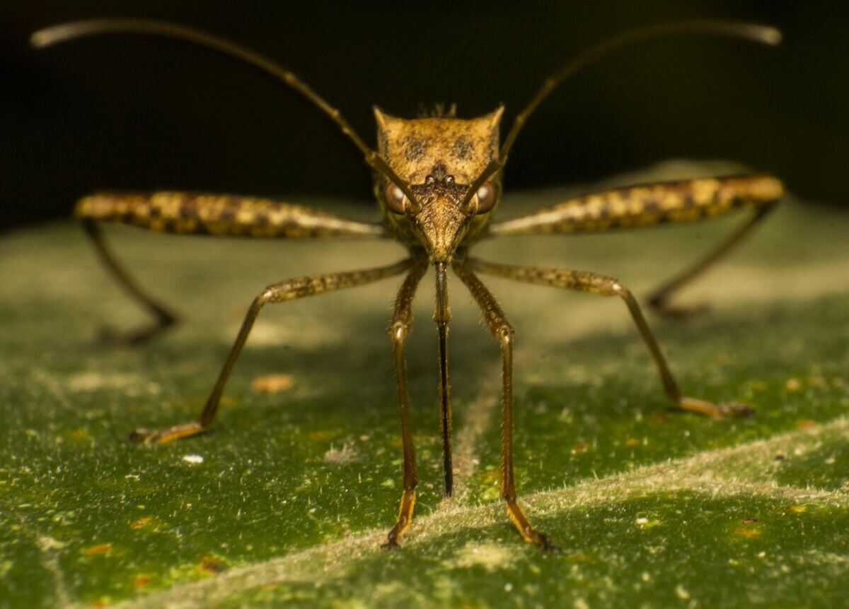 mosquito-bug-nature-insect-macro-stockpack-pixabay.jpg mosquito, bug, nature, insect, macro, mosquito, mosquito, mosquito, mosquito, mosquito