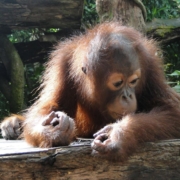 animal-baby-orangutan-cute-sweet-mammal-nature-wild-wildlife-stockpack-pixabay.jpg animal, baby, orangutan, cute, sweet, mammal, nature, wild, wildlife, orangutan, orangutan, orangutan, orangutan, orangutan