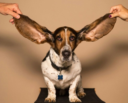 basset-hound-stockpack-unsplash.jpg Basset Hound