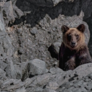 bear-brown-bear-predator-wild-animal-mammal-wildlife-fur-nature-wilderness-hokkaido-japan-stockpack-pixabay.jpg bear, brown bear, predator, wild animal, mammal, wildlife, fur, nature, wilderness, hokkaido, japan