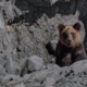 bear-brown-bear-predator-wild-animal-mammal-wildlife-fur-nature-wilderness-hokkaido-japan-stockpack-pixabay.jpg bear, brown bear, predator, wild animal, mammal, wildlife, fur, nature, wilderness, hokkaido, japan