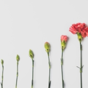 How a flower grows.