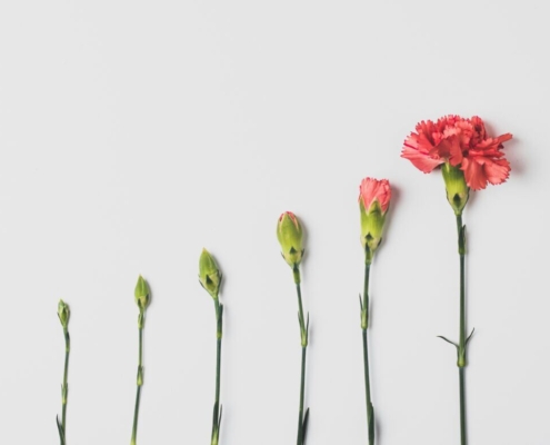How a flower grows.